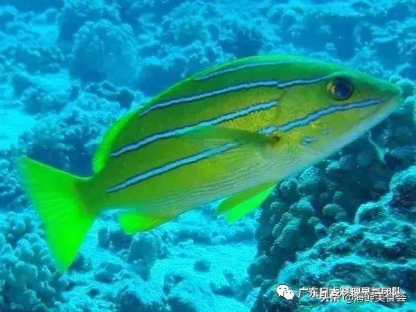 这5种淡水鱼值得多吃,中国最好吃的鱼类排行榜