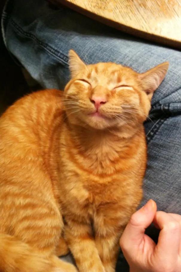 卡通猫咪微笑图片,微笑的猫咪表情包