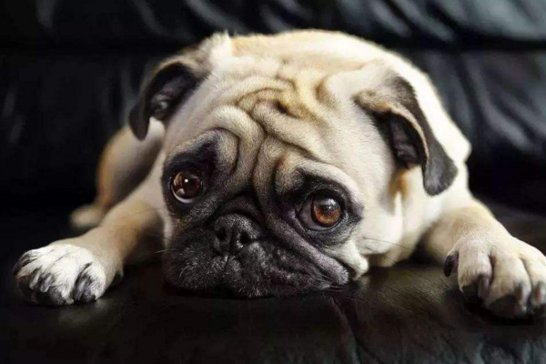 巴哥犬体味大,金毛犬和巴哥犬哪个体味更重