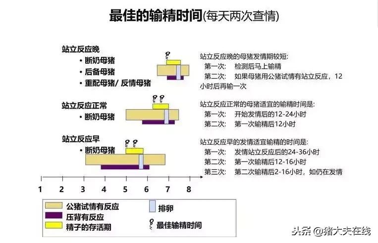 两张图告诉你母猪最佳配种时间，提高产仔数！