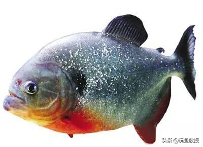 这些东西跑到外面去居然会引起生态危机！