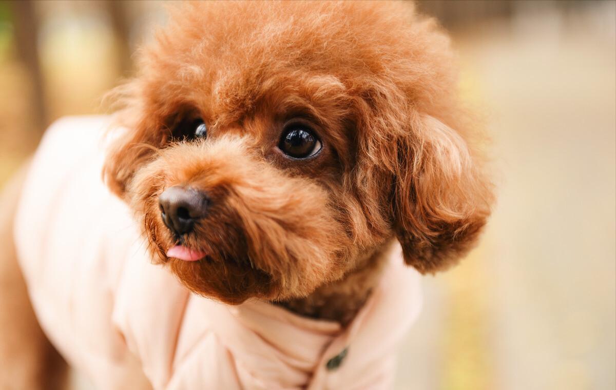 不臭好养的小型犬,体味轻的大型犬