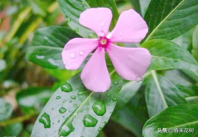 这几种植物越养越值钱,这几种花你养过吗