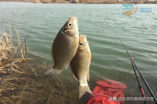 鲫鱼有红色的寄生虫还能吃吗,鲫鱼身上有红点还有寄生虫怎么治