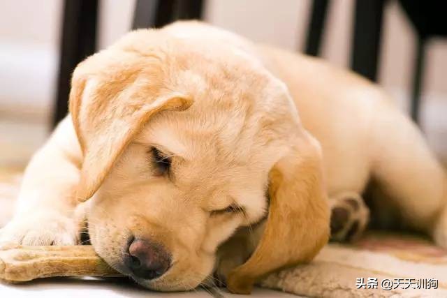 狗狗细小的原因,什么原因会导致狗狗得细小