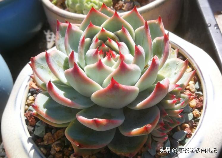 多肉吉娃娃怎么养爆盆好看又漂亮,多肉吉娃娃用多大盆