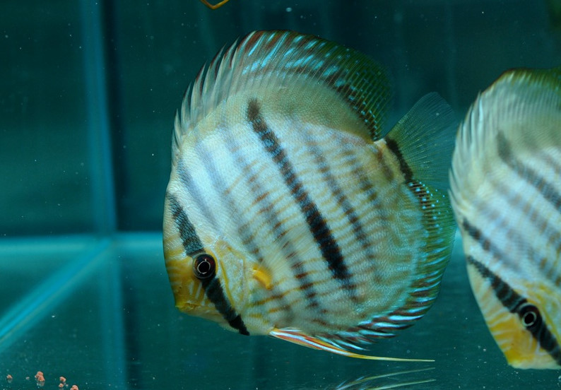 热带鱼白点病的最佳治疗方法,热带鱼白点病怎么治