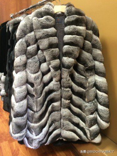 这种动物叫猫非猫，却是猫科动物爱好的猎物，因人类捕杀濒临灭绝