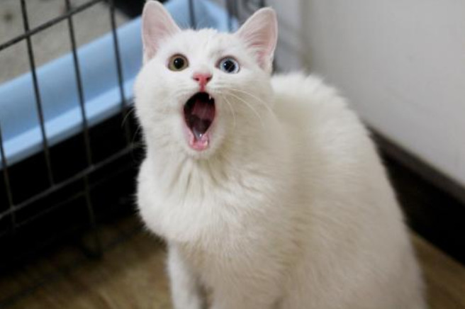 流浪猫收养关注事项洛阳,收养流浪猫幼崽关注事项