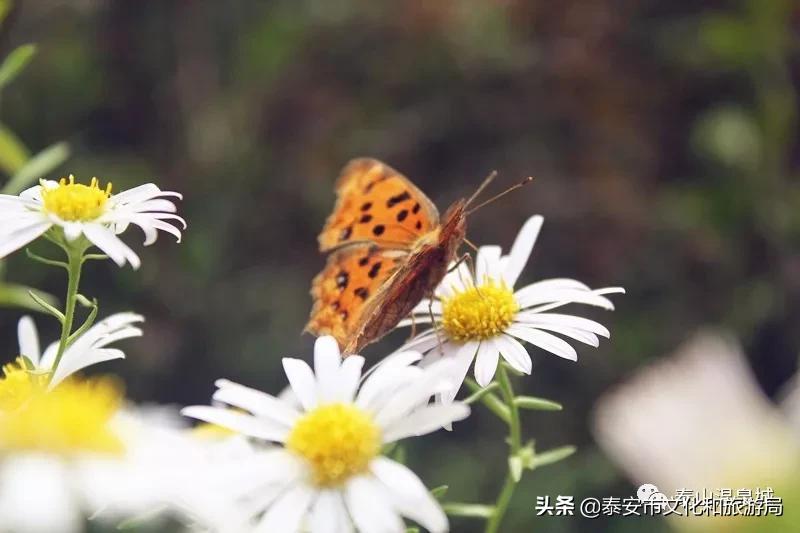 泰山温泉城最新消息,暖春已到静待花开