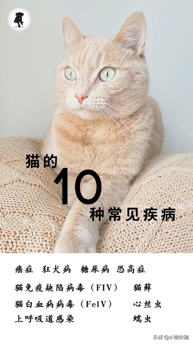 猫咪蠕虫的预防与治疗，猫的10种常见疾病终结篇-猫的常见寄生虫
