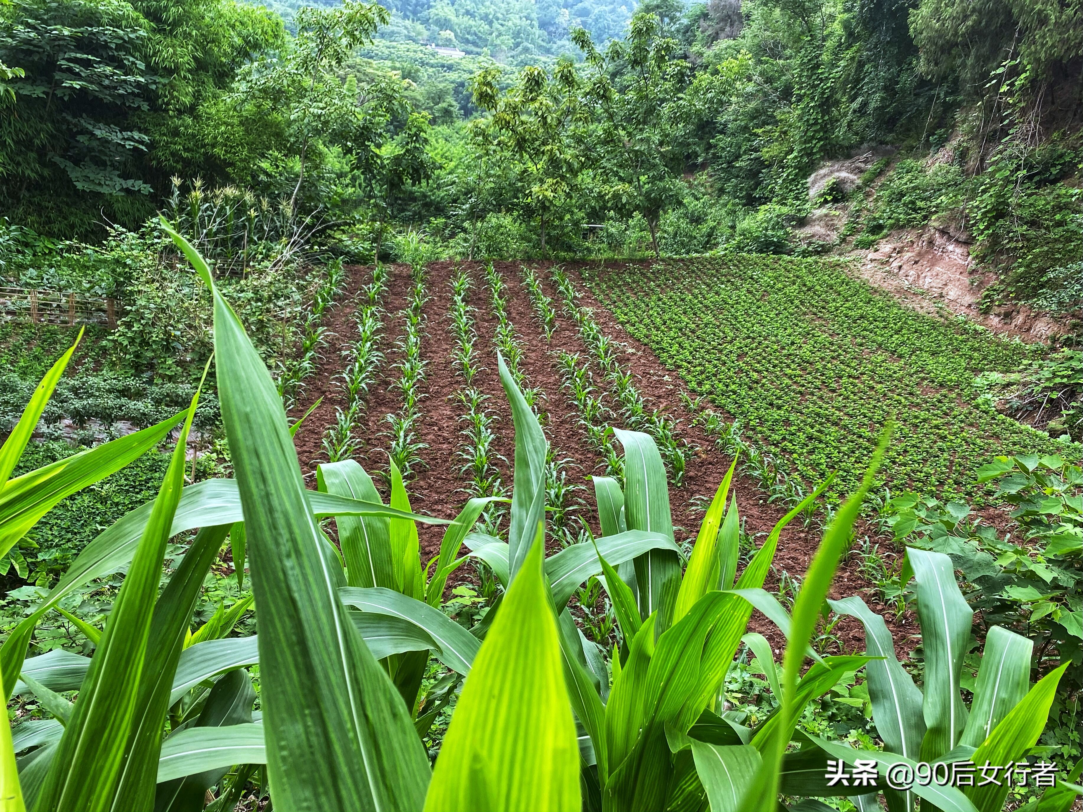 永兴宫道长,老道长独居道观