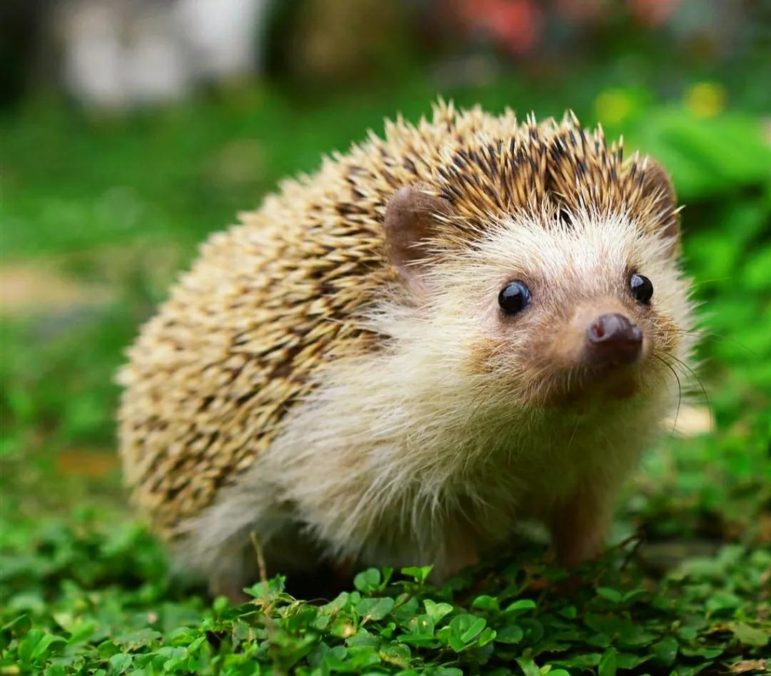 蛇吃了豪猪会怎样,蛇吞食豪猪后被刺穿