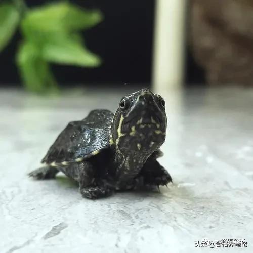 龟腐甲自愈方法,龟轻微腐甲怎么治疗