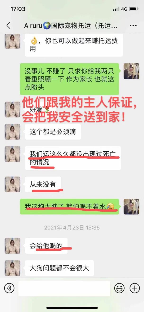 金毛siri被无良商家托运真实视频,金毛被主人丢弃了真是太可怜了