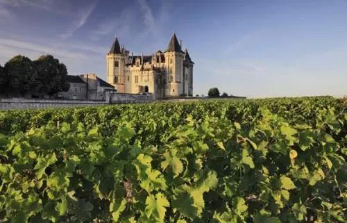 朱卫东葡萄酒教学视频,朱卫东葡萄酒的仪式感