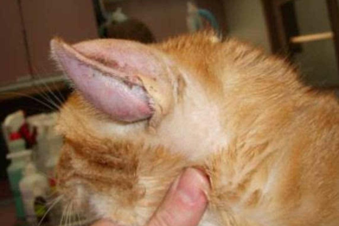 耳血肿狗狗治疗图片,耳血肿狗狗怎么办