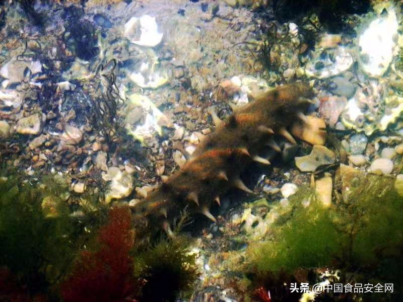 给父母买海参有必要吗,海参给父母孩子吃