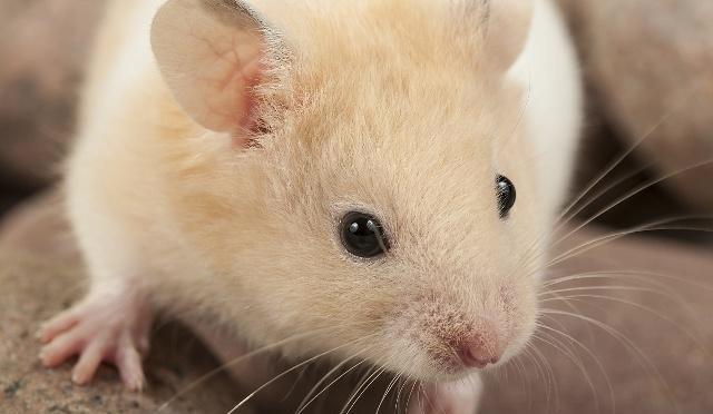 仓鼠喂水瓶不出水怎么办,怎么给不熟的小仓鼠换木屑