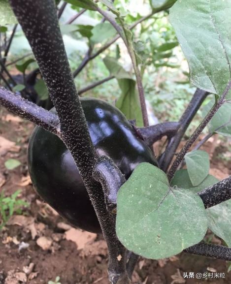 茄子产量少怎么补救,茄子长的品质不好的原因是什么