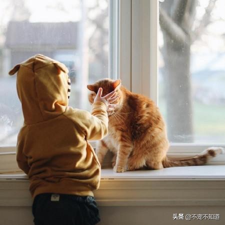 猫咪超过三天不吃东西——小心有疾病潜伏