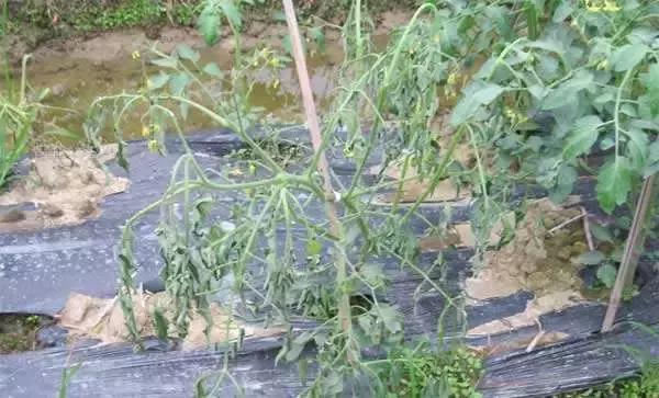 细菌感染治疗不彻底,作物细菌病害用什么药