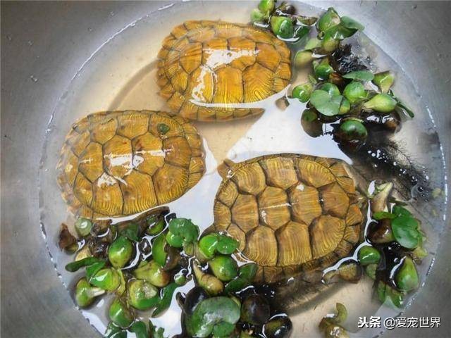 孩子被乌龟咬了需不需要打疫苗,乌龟需要打疫苗吗