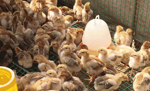 小鸡张嘴呼吸快速治疗方法,小鸡张口喘是啥病吃啥药