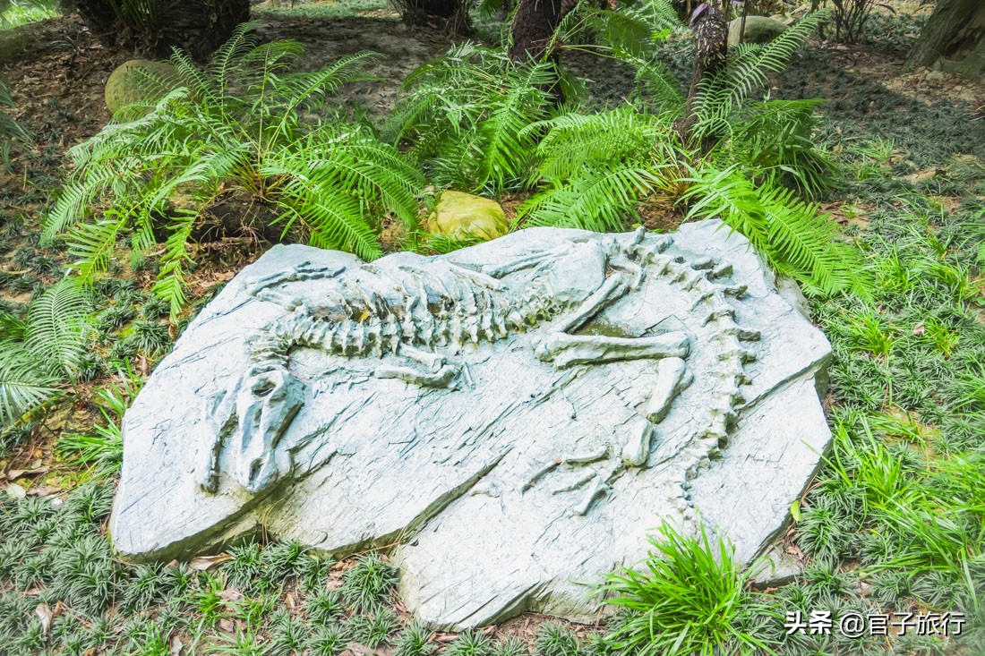 再游青秀山，看“熊猫级”国宝苏铁王，只为千年等一回的告别