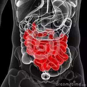 母婴肠道健康,母婴营养与健康