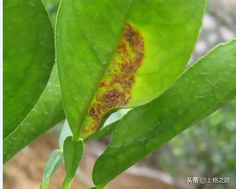 柑橘溃疡病防控口诀,丙森锌能预防柑橘溃疡病吗