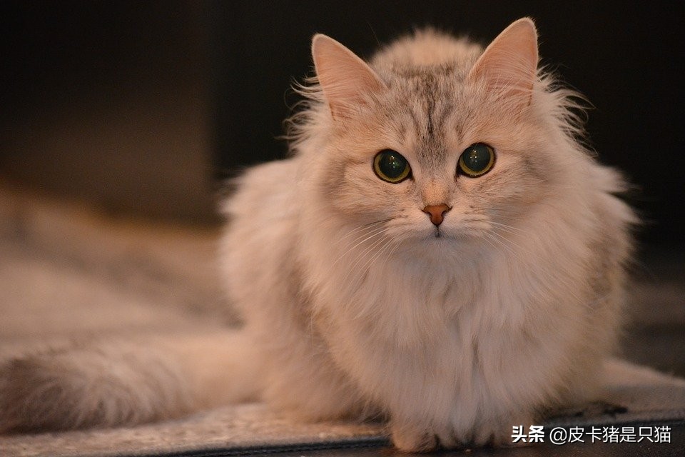 猫咪做完骨折手术应该关注什么,猫咪骨折的地方