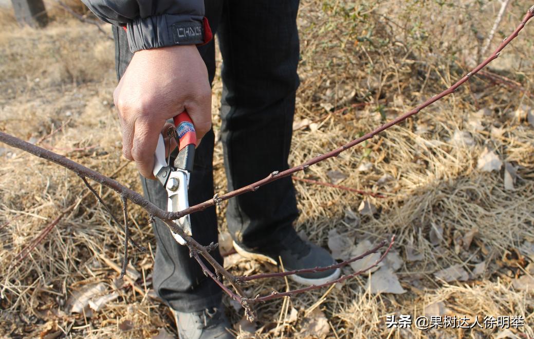 桃树修剪剪刀买什么样的,桃树整形修剪技术