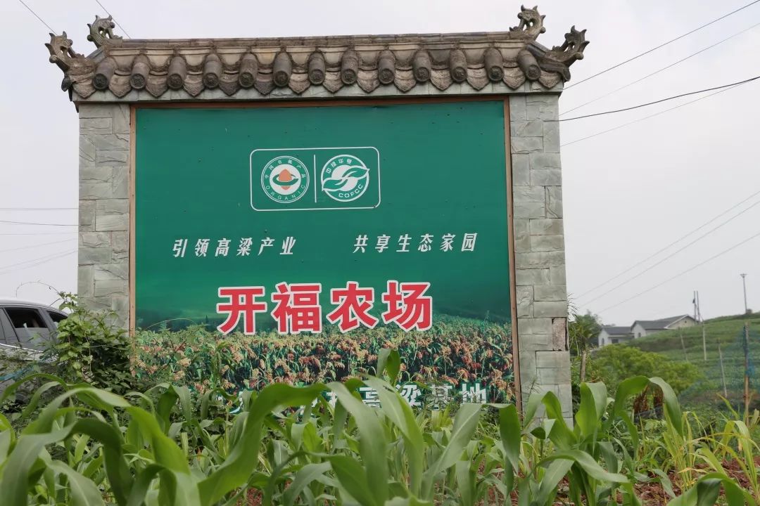 泸州老窖有机高粱种植基地,泸州老窖高粱种植基地