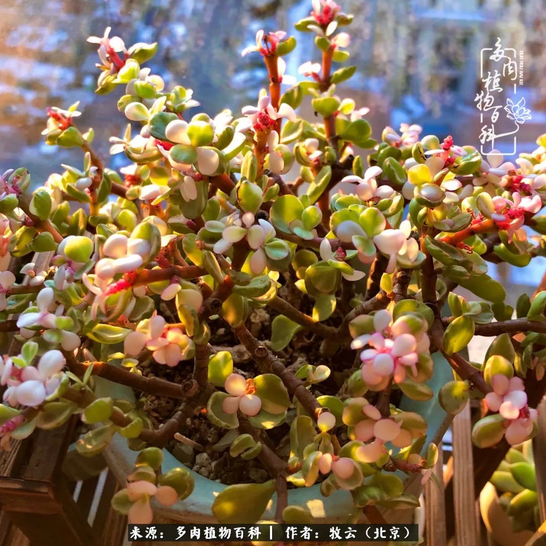 多肉植物生活,多肉生活充满诗意