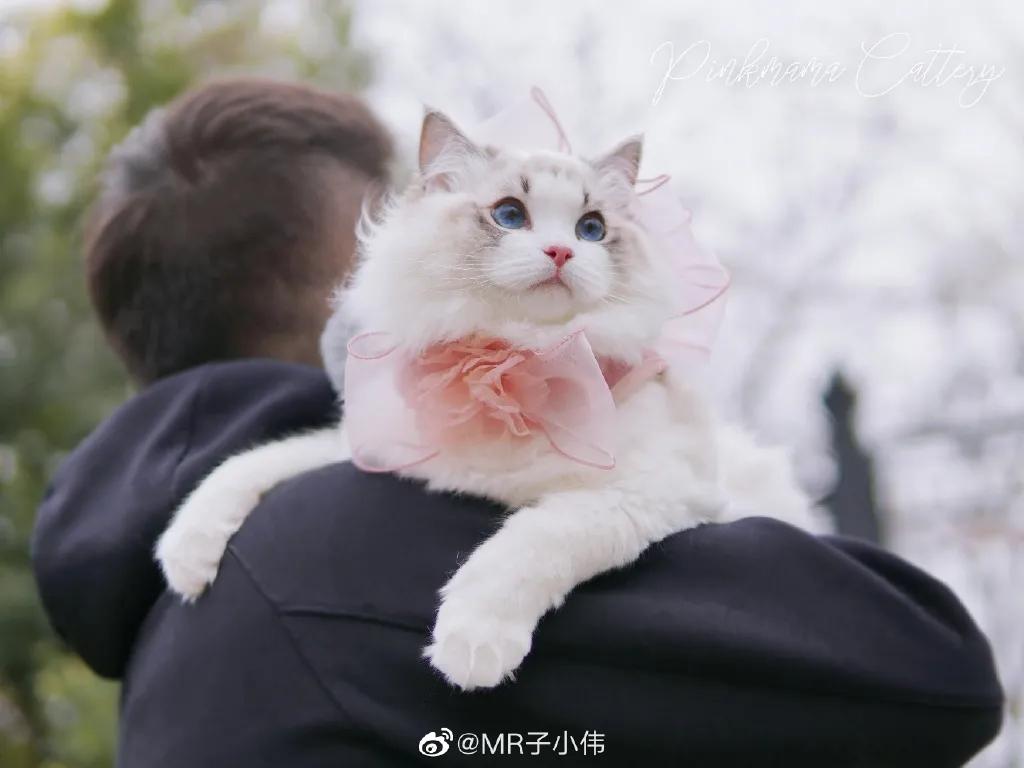 厉害了！他用一支铅笔把明星画了多个，如肖战、蔡徐坤、迪丽热巴