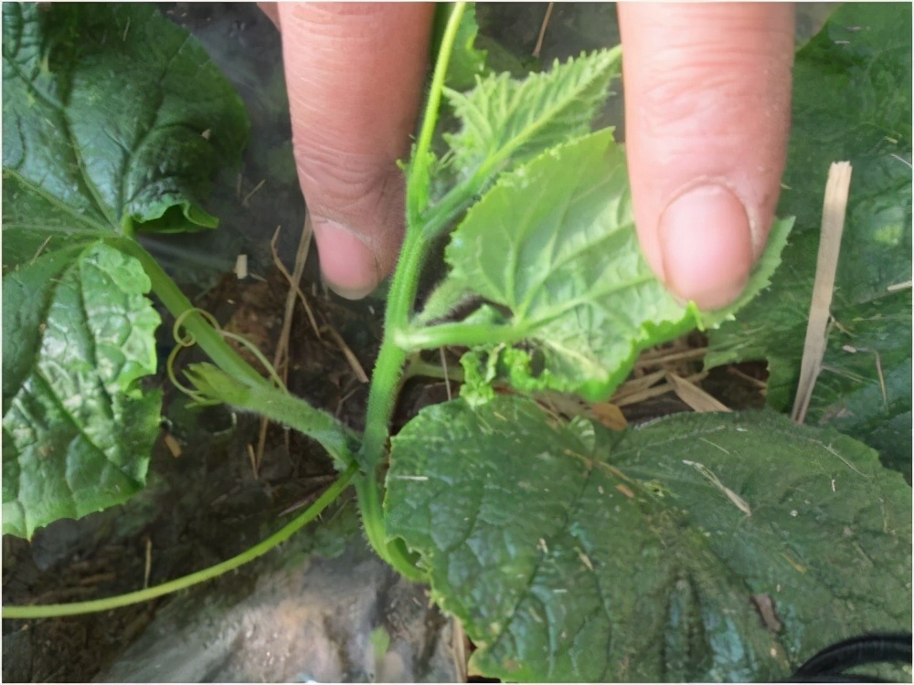 黄瓜枯萎病防治方法,黄瓜萎蔫症症状