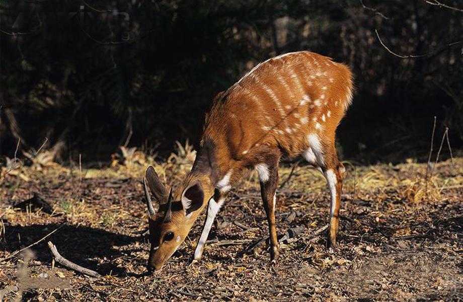 非洲牛科，物种繁多，来认识一下非洲大陆的各种羚羊吧