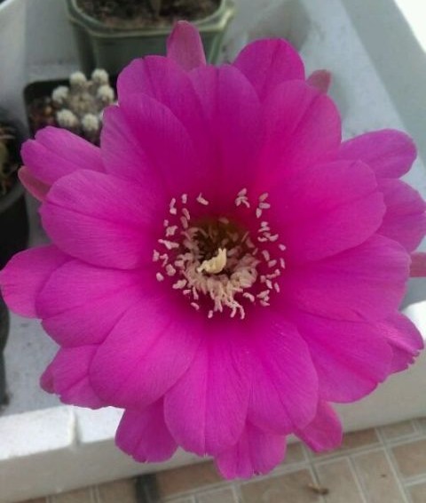 101仙人球,101个仙人球品种