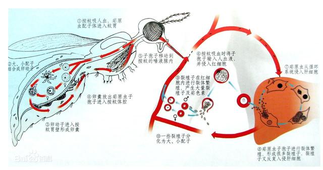 科普向——战“疫”进行时！三分钟看完世界病毒发现史！