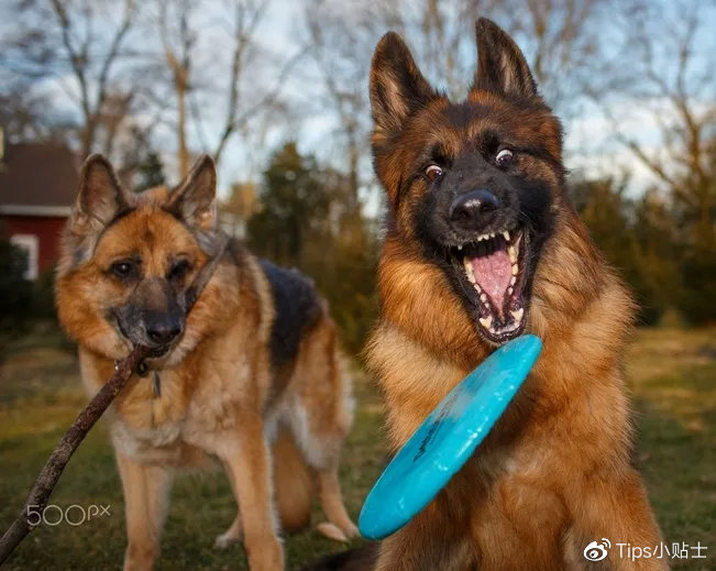被狗子咬破皮要不要打狂犬疫苗,张文宏医生讲打狂犬疫苗