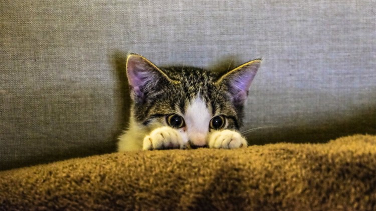 猫咪感冒发烧用啥药品,猫咪药品