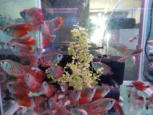 家庭饲养观赏鱼的几个关注事项,第一次养观赏鱼关注事项