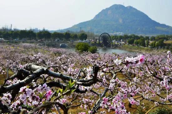 阳山水蜜桃市场真假,无锡阳山水蜜桃如何辨别