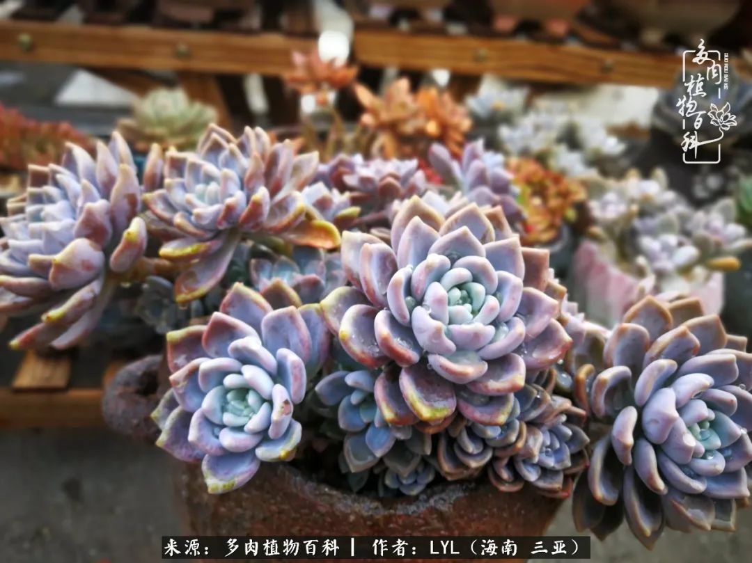 养多肉一年花了3万,养多肉一千多盆