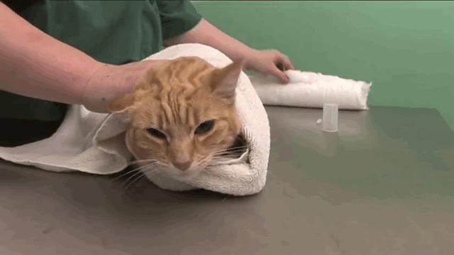 猫咪洗耳朵很不配合怎么办,生理盐水可以给猫咪洗耳朵吗