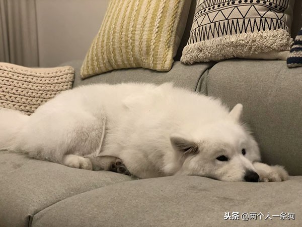 萨摩耶被嫌弃,萨摩耶为什么被嫌弃