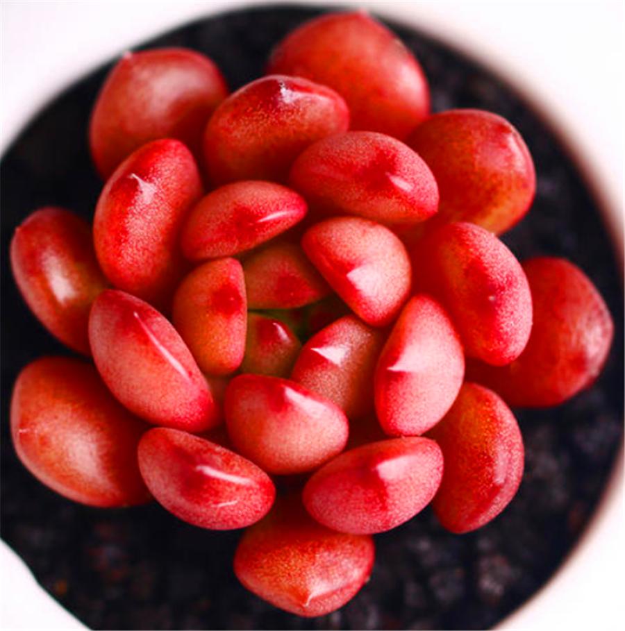 多肉红宝石的十大忌讳,多肉红宝石怎么才发红