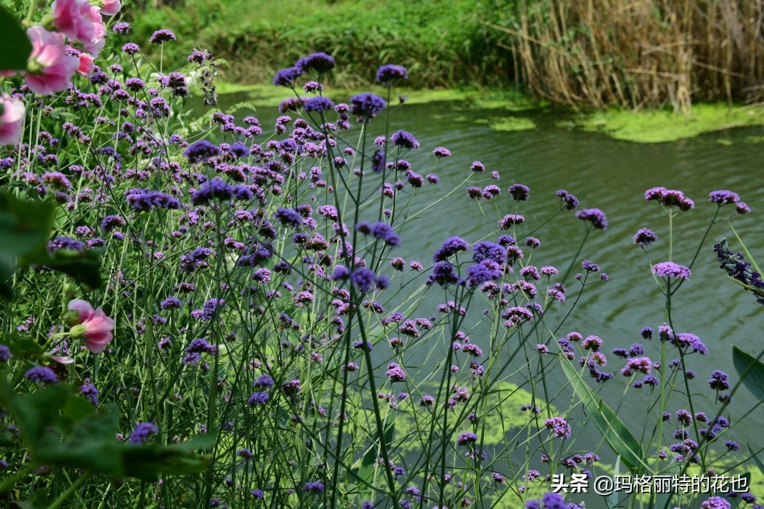 花园里四季常青的树,花园里四季都绿的植物
