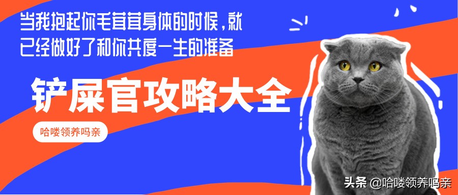 如何喂猫咪难喝的药,如何给猫咪喂药不被抓